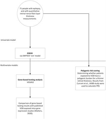 Testing for pharmacogenomic predictors of ppRNFL thinning in individuals exposed to vigabatrin